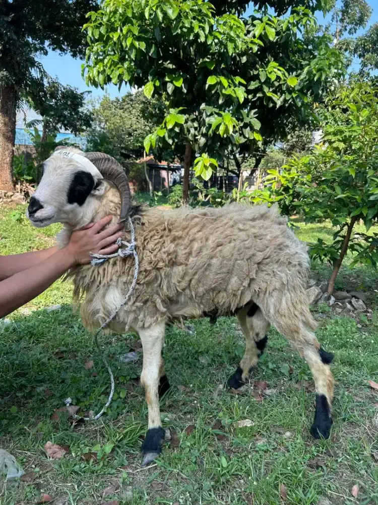Domba Garut Qurban