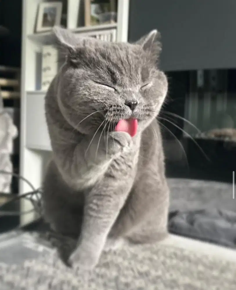 Kucing British shorthair