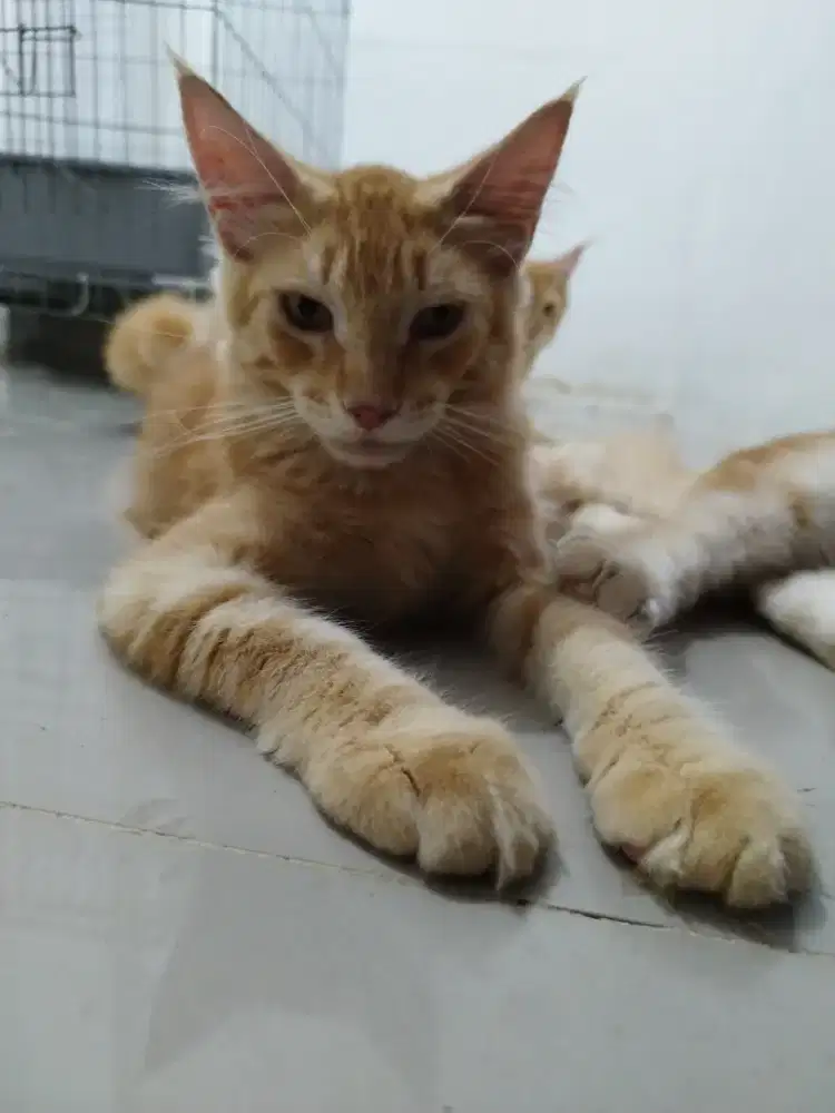 Mainecoon non ped