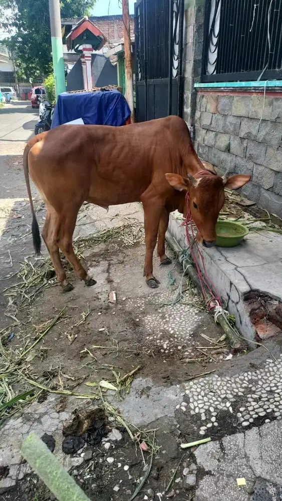 Sapi Qurban mulai 15jt - 35jt
