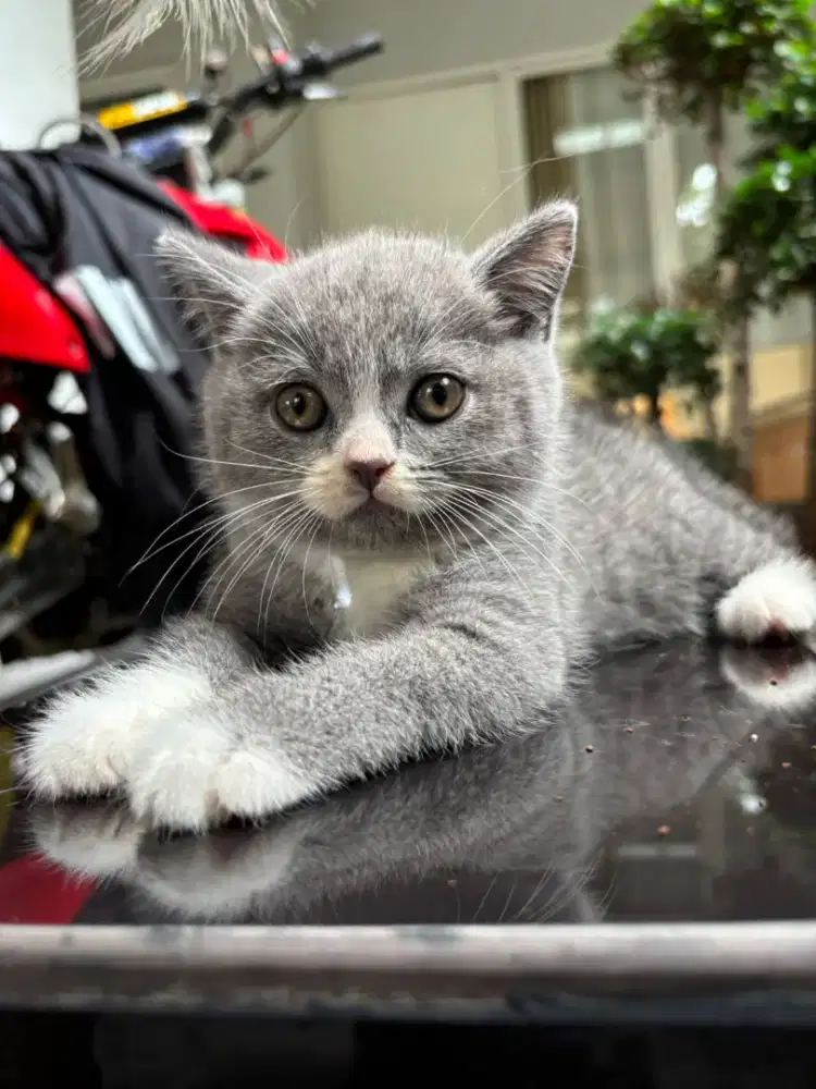 Kucing british shorthair jantan kitten