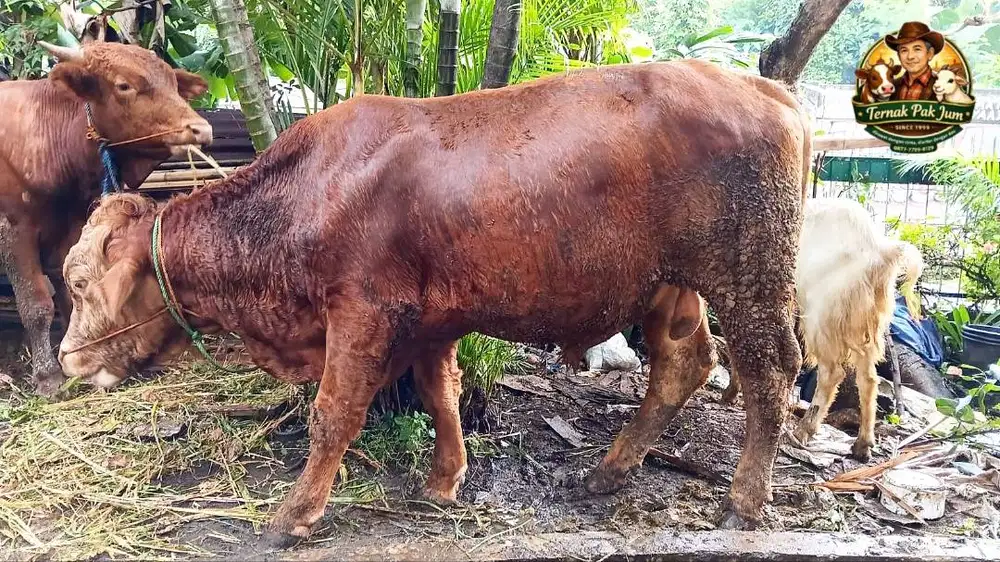 Sapi Kurban Limousin