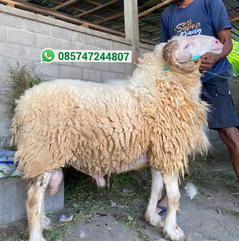 Domba Qurban Termurah sejogja Gratis kirim seDIY
