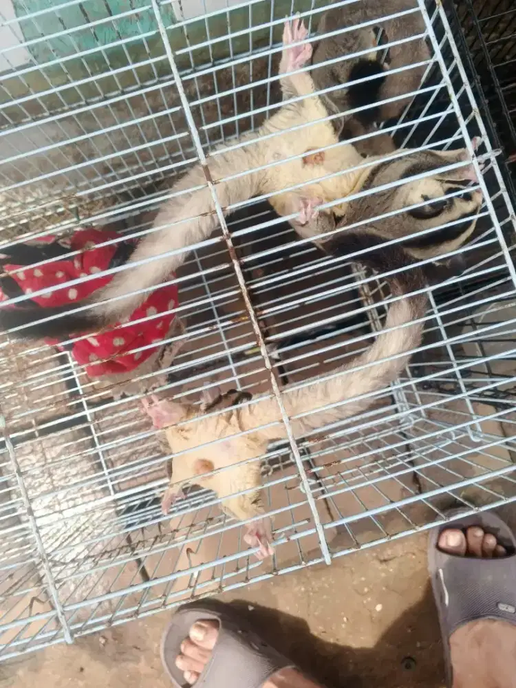 Sugar Glider CG 2 keluarga