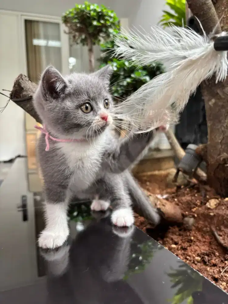 Kucing british shorthair jantan kitten