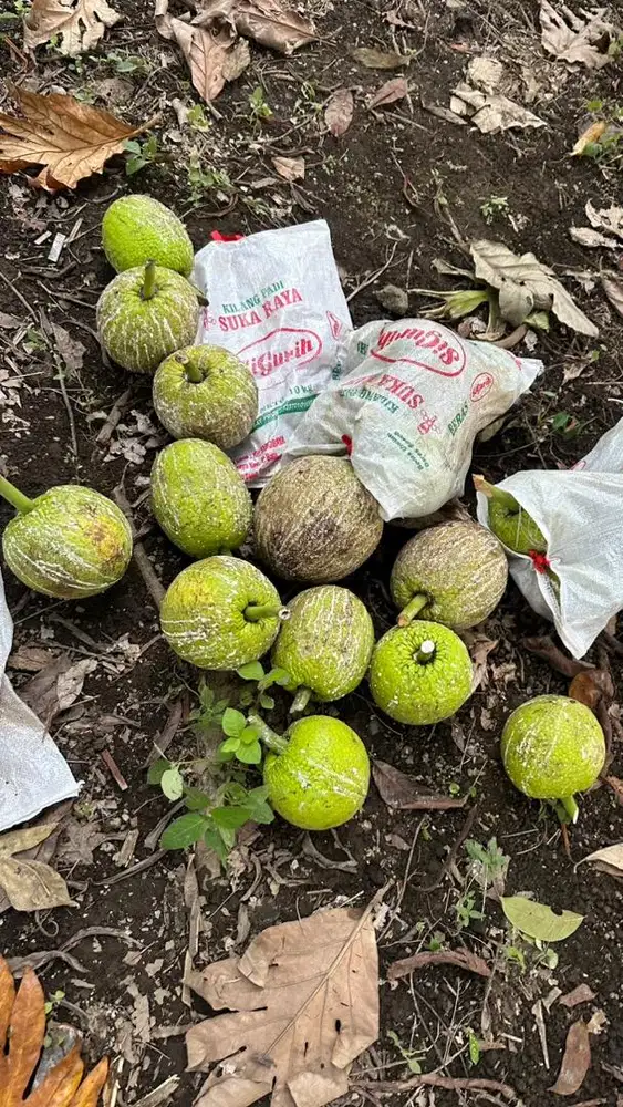 Sukun tua bisa ambil banyak