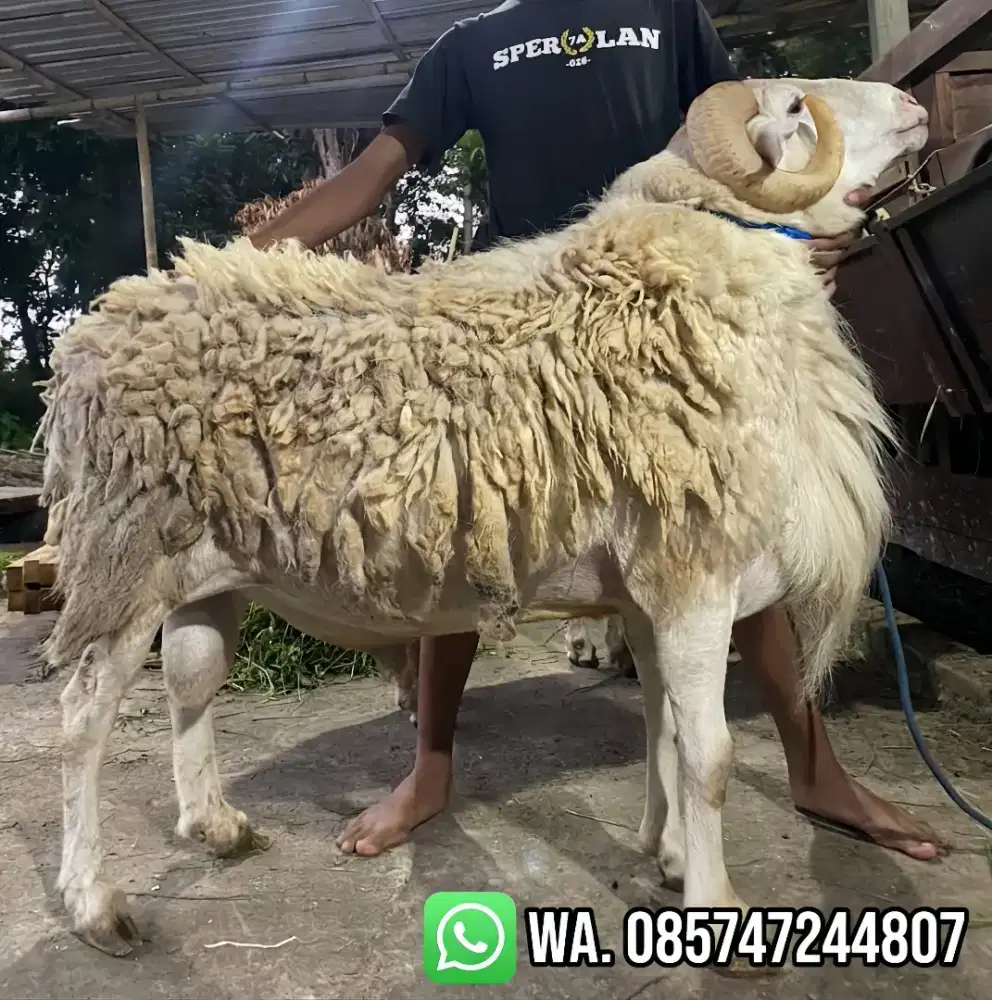 Jual Kambing Qurban sudah sesuai syariat Qurban Amanah