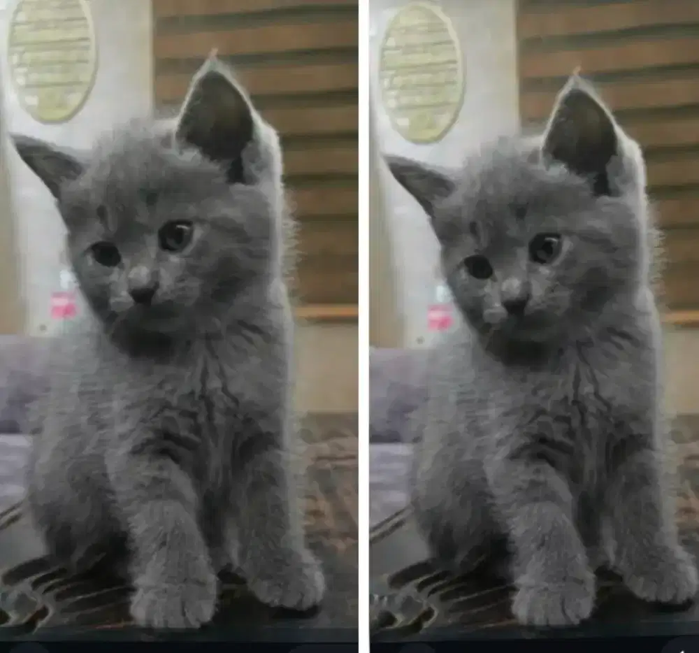 Kucing kitten BSH male super gemoy