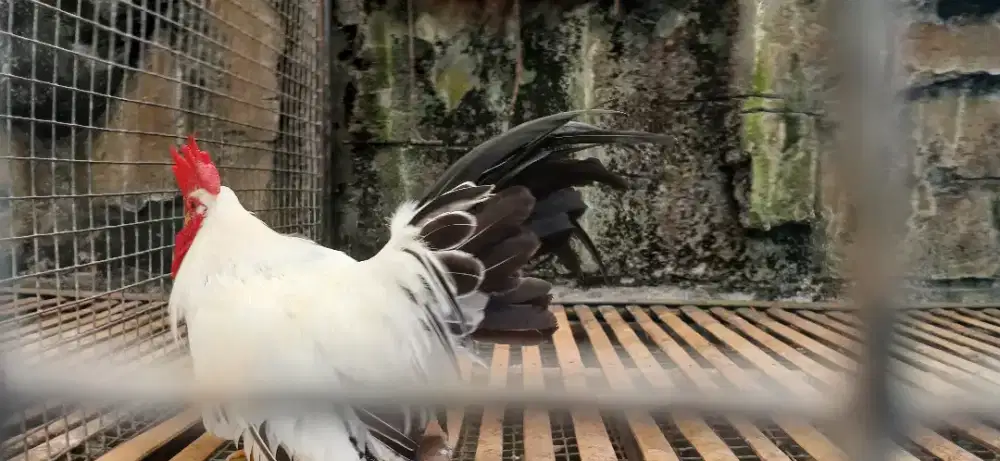 Ayam kate chabo turunan import pejantan