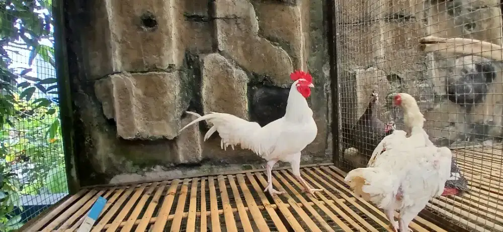 Ayam putih mulus tembuss sepasang dewasa