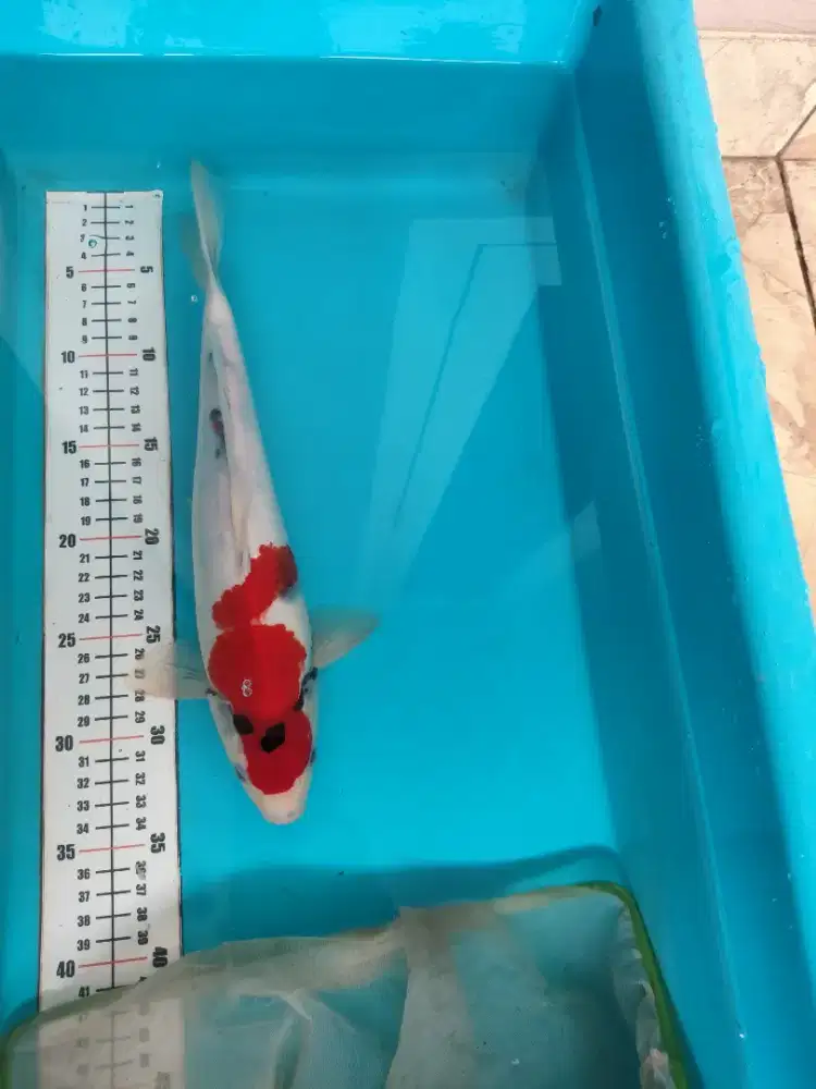 Ikan koi blitar jenis showa