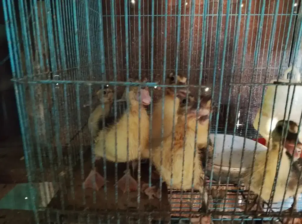 Anak entok usia dua minggu