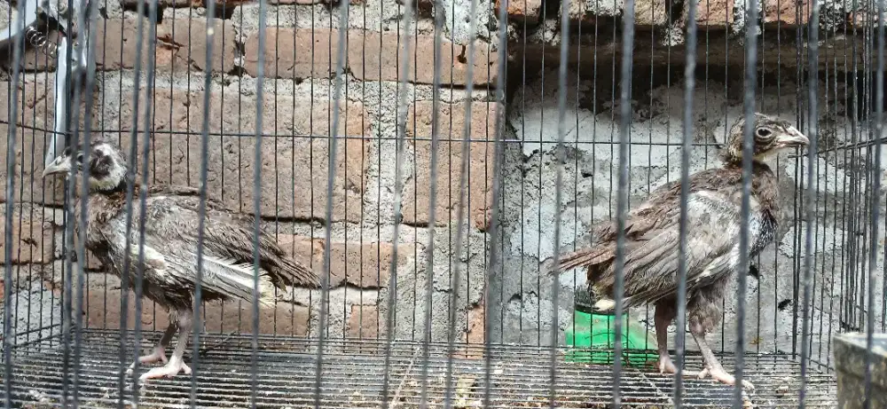 Ring neck pheasant ayam pendeteksi gempa
