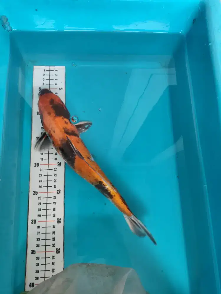 Ikan koi ki utsuri