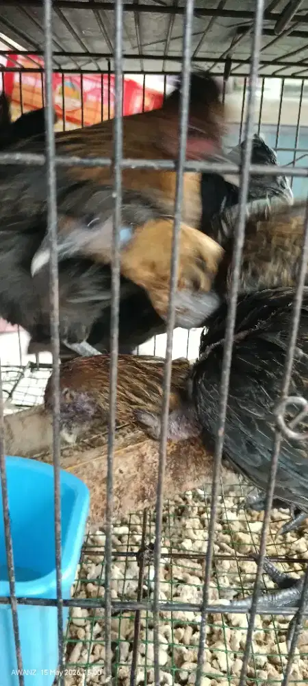 Ayam kate jengger mawar