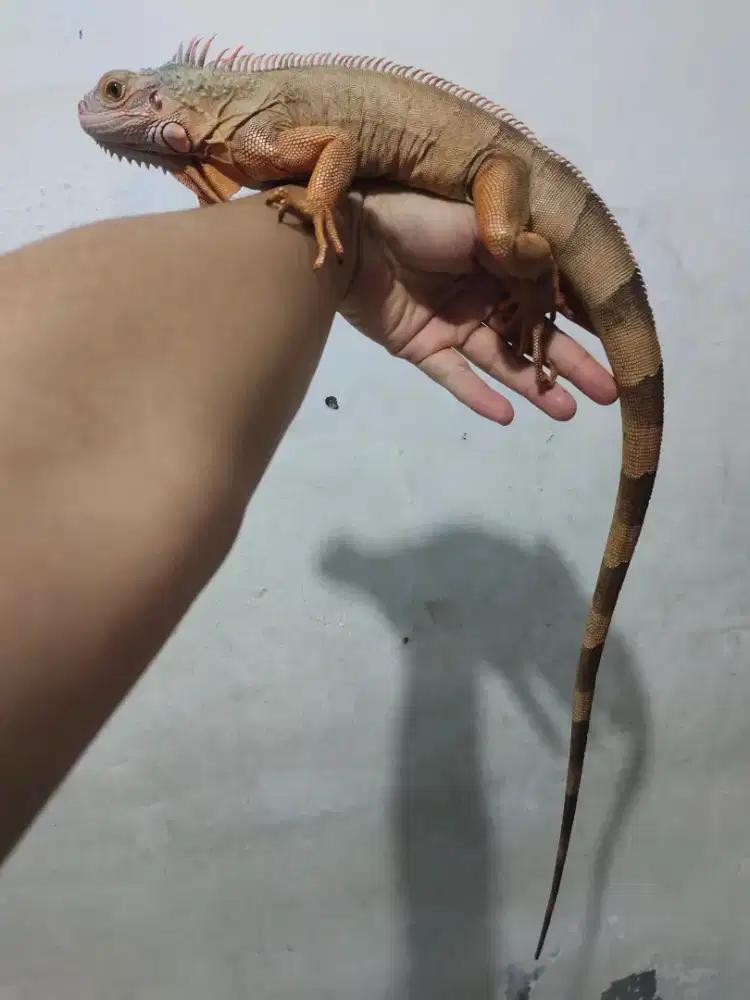 Iguana red juve jitot