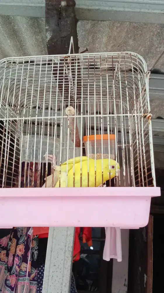 Burung Parkit Fs