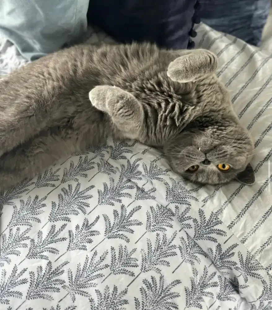 Kucing british shorthair