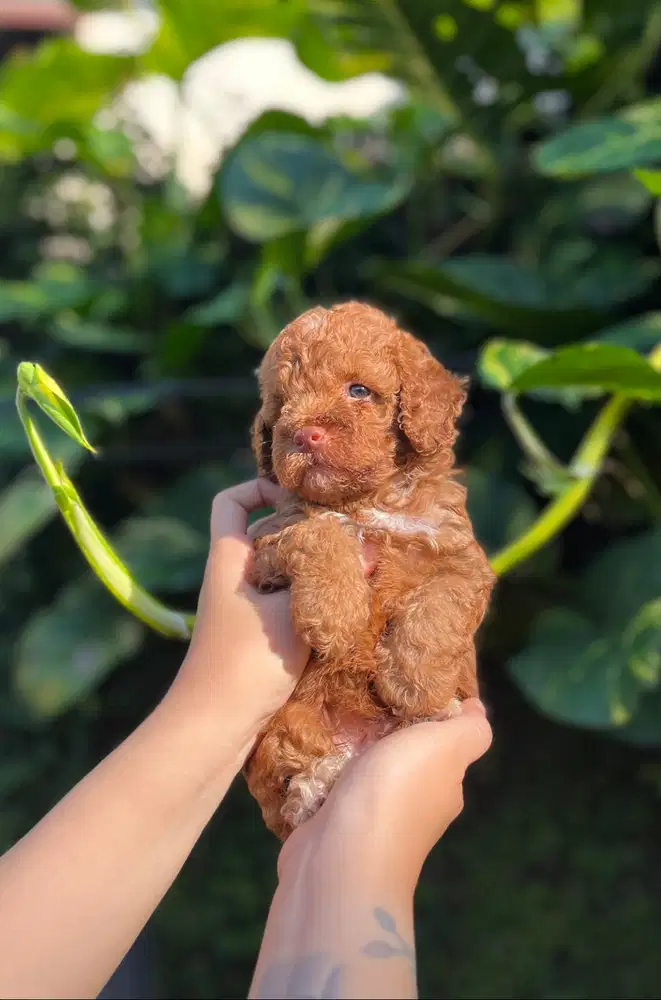 Toy poodle bule (red nose & blue eyes)