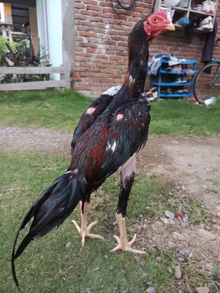 Kita lepas satu ekor ayam muda