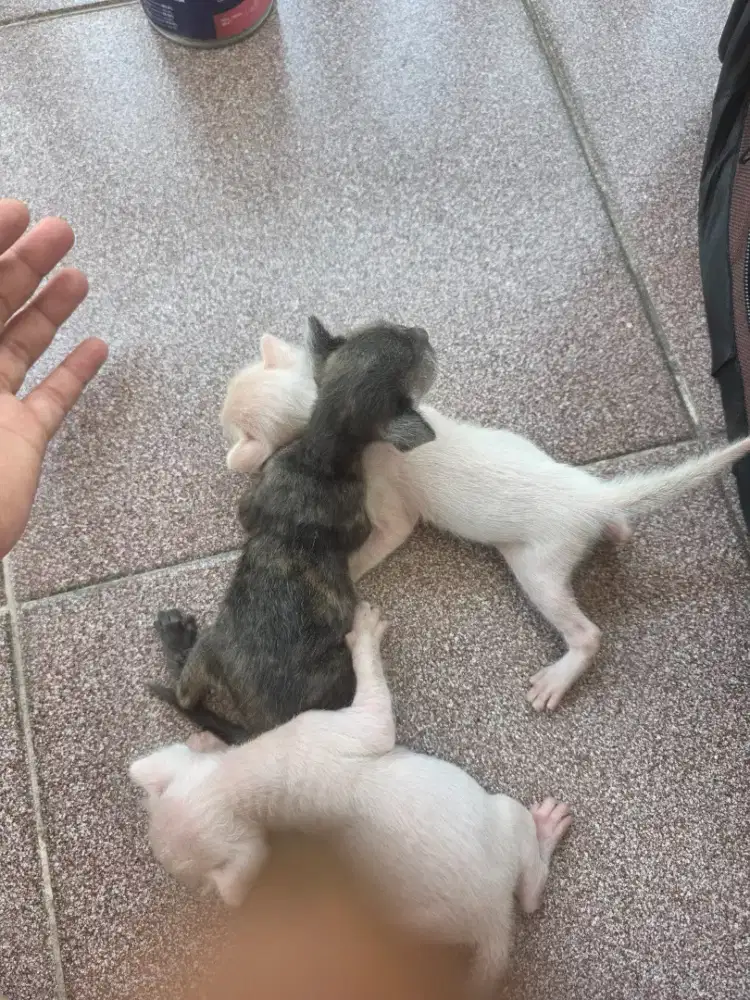 Bayi kucing 2 minggu