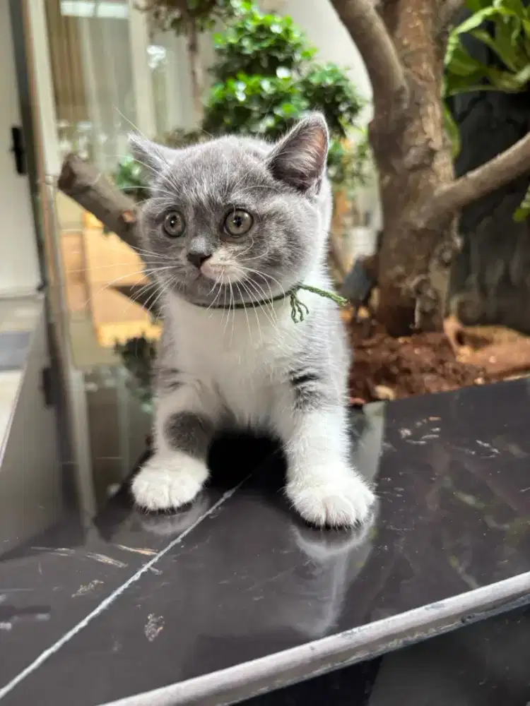 Kucing british shorthair jantan kitten