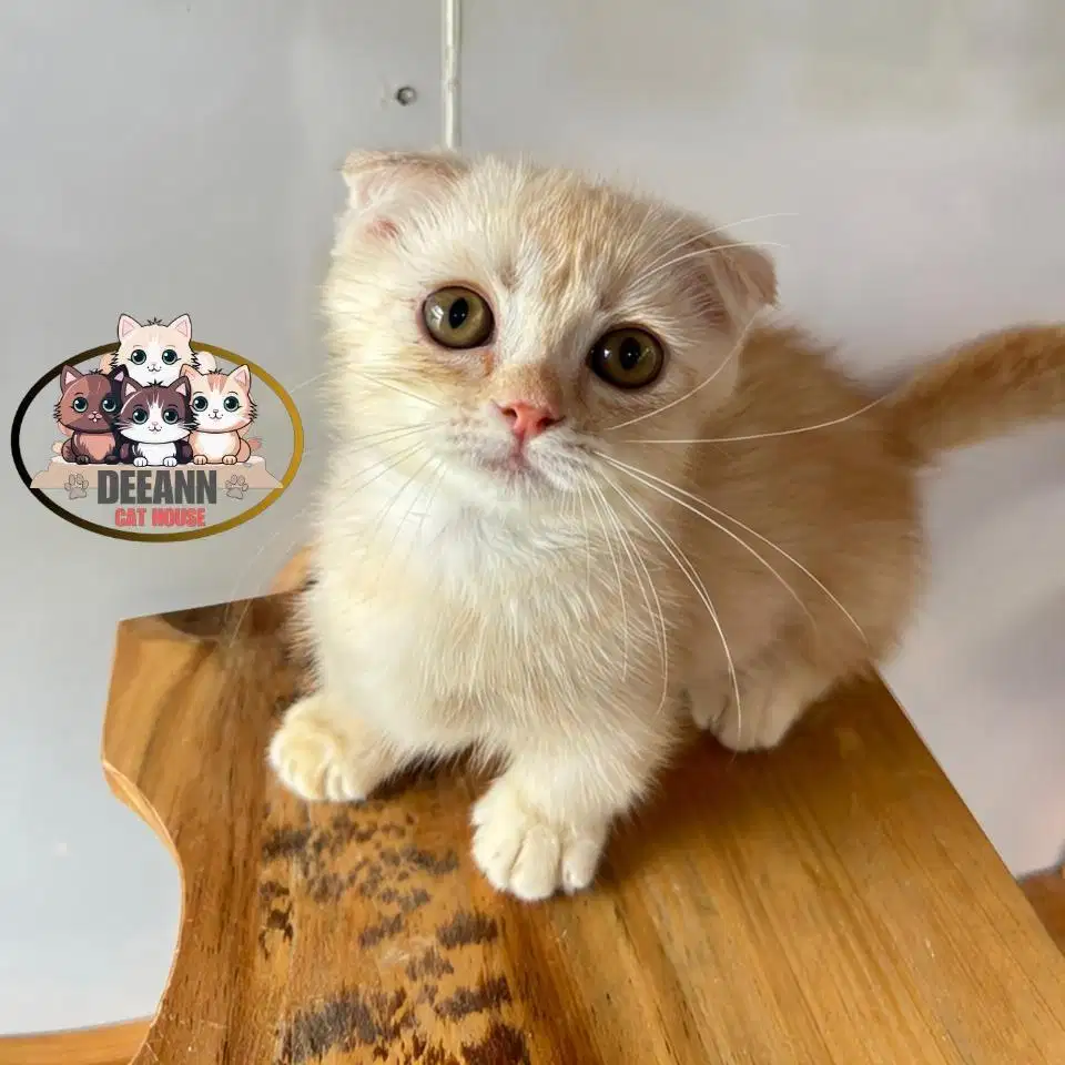 Kucing Munchkin Gaelic Fold Red Golden