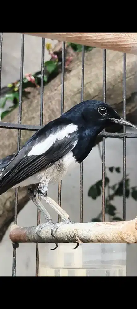 Burung kacer deker