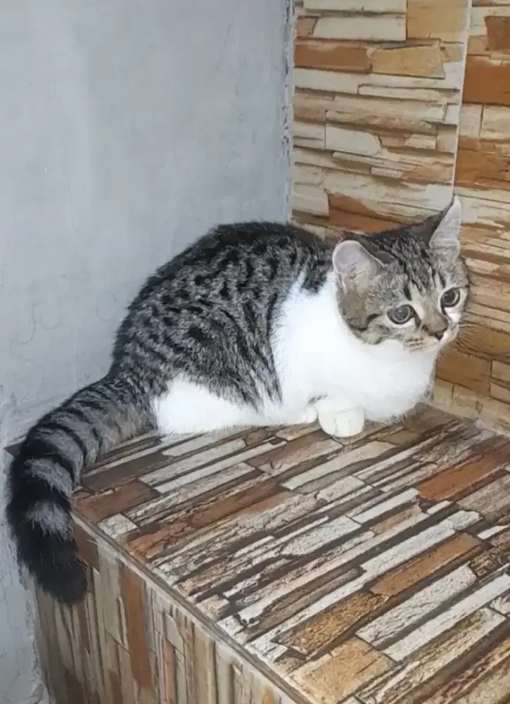 Kitten munckhin betina