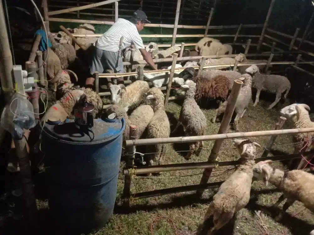 Domba Kambing Sapi Qurban Mulai 2 Jutaan Free Ongkir