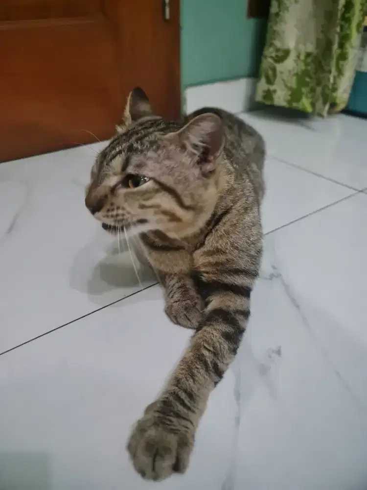 Dicari kucing betina siap kawin
