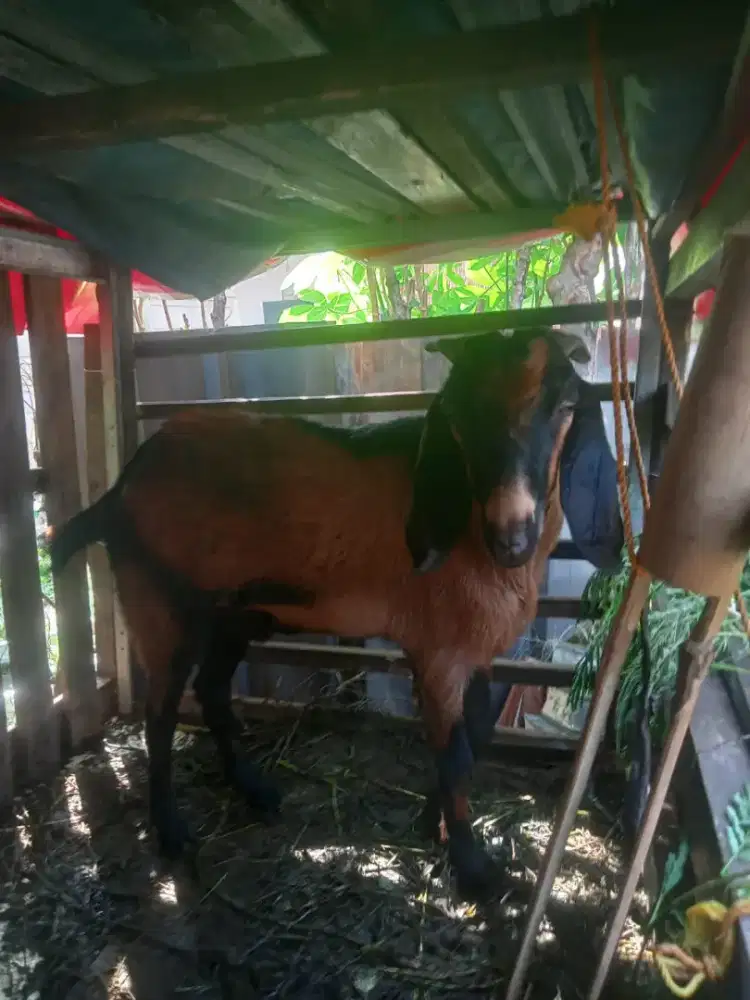 Kambing qurban bagus dan sehat