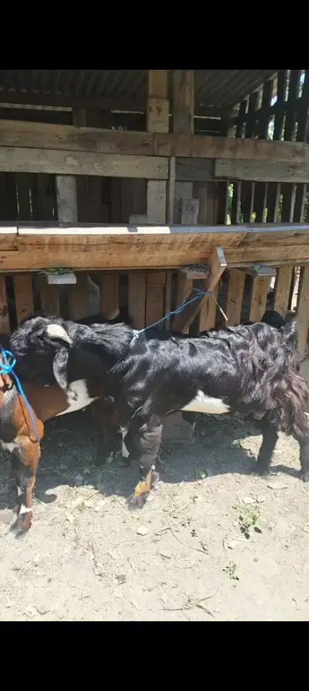 Dijual kambing murah-murah utk qurban