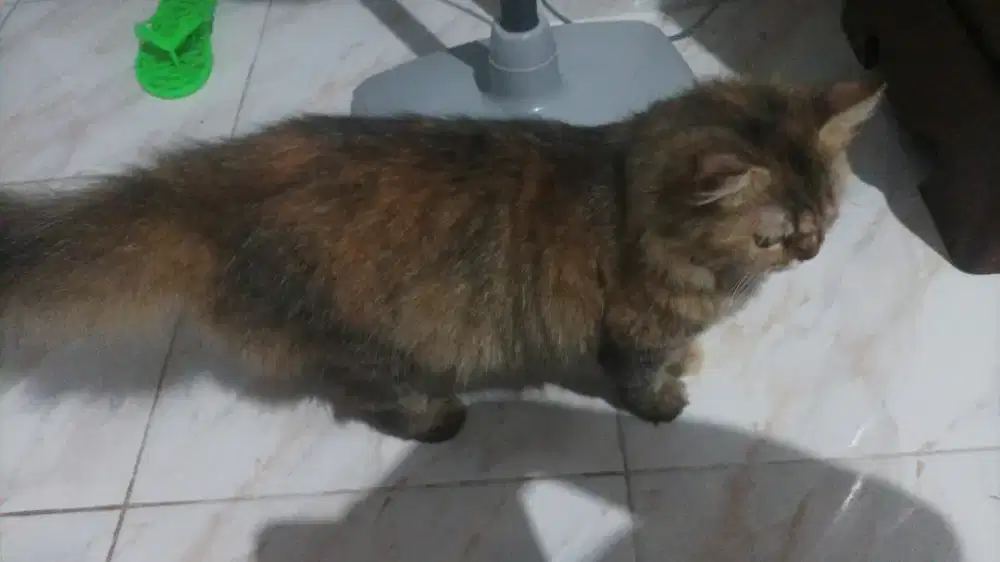 4 kucing Persia