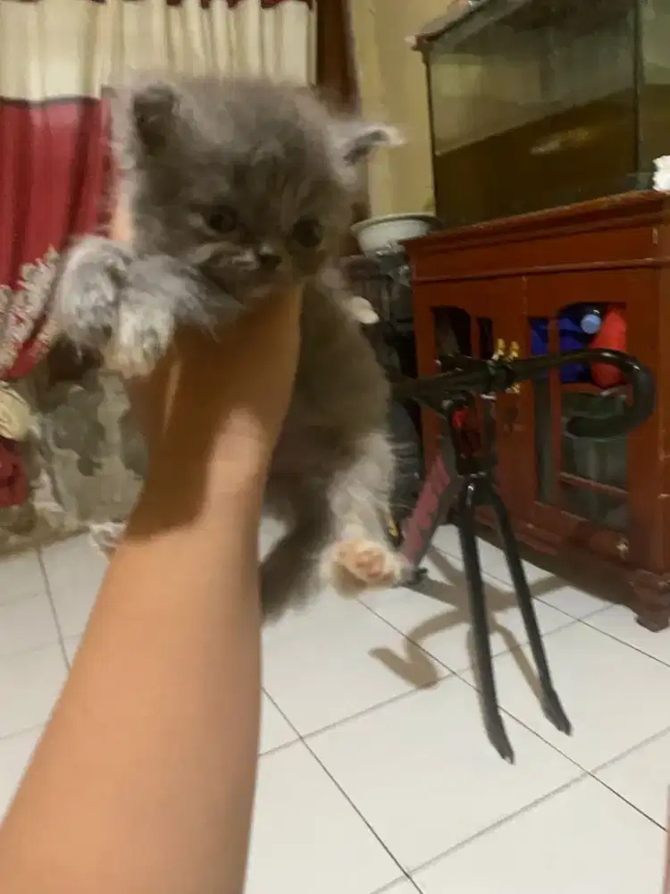Kitten bsh abu abu