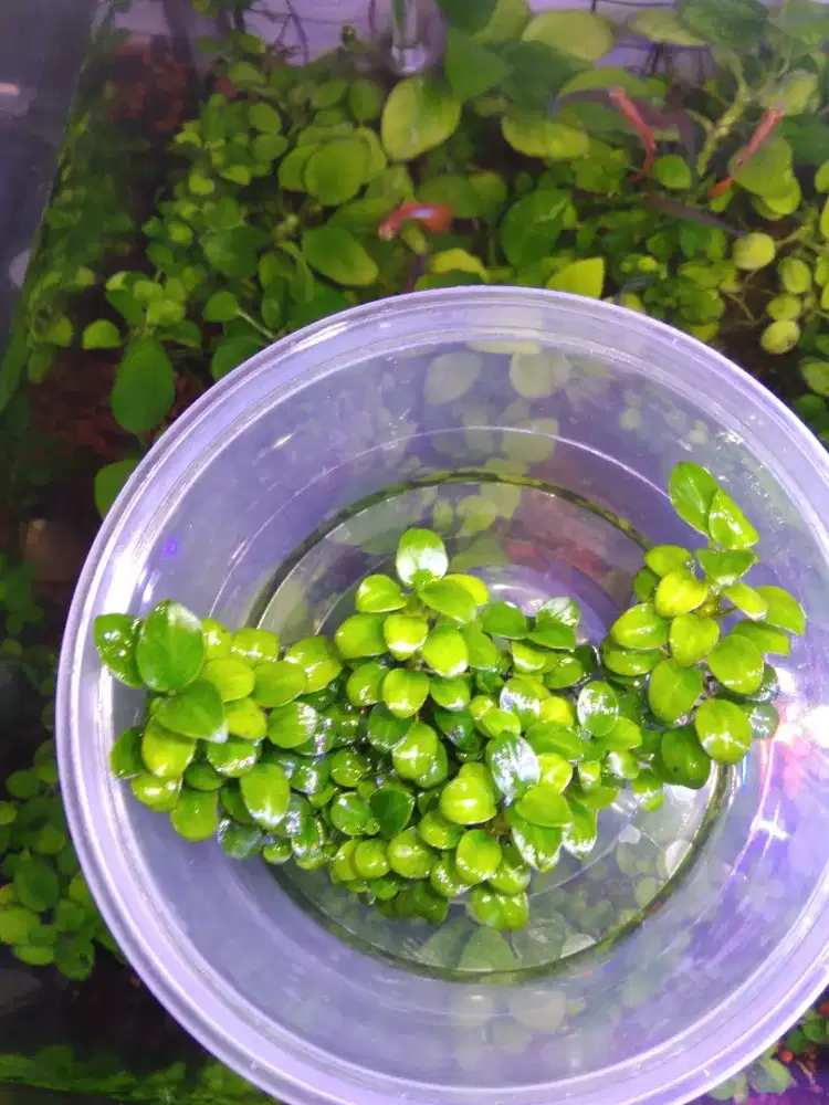 Anubias aquatic plant aquascape