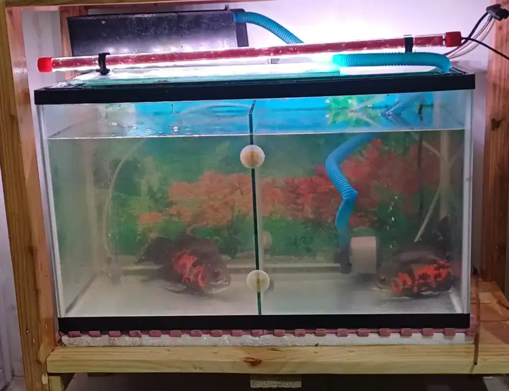 Aquarium Nikita 60x30x30 bonus mesin aerator & 6 ekor ikan glowfish