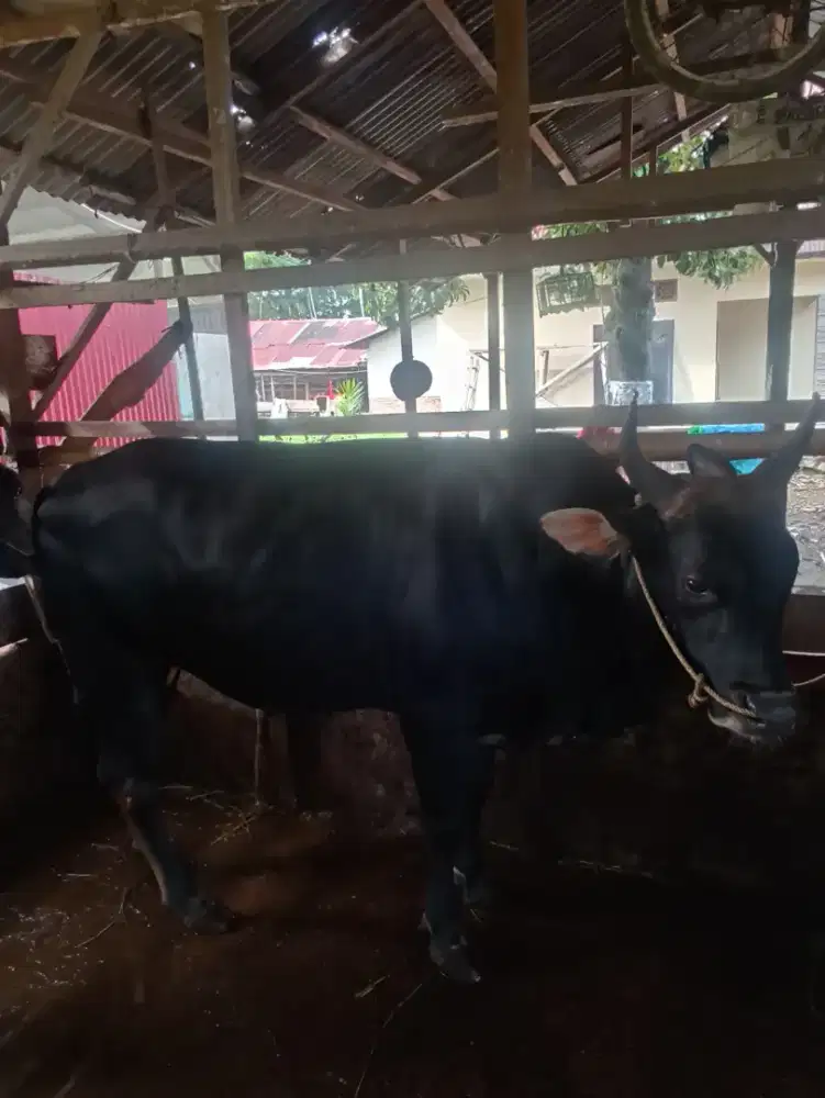 Jual sapi berkualitas