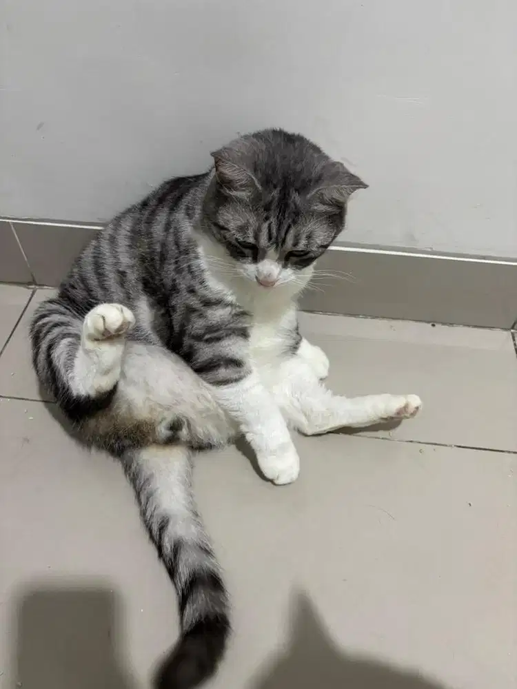 Freelance - Bersihin kandang kucing