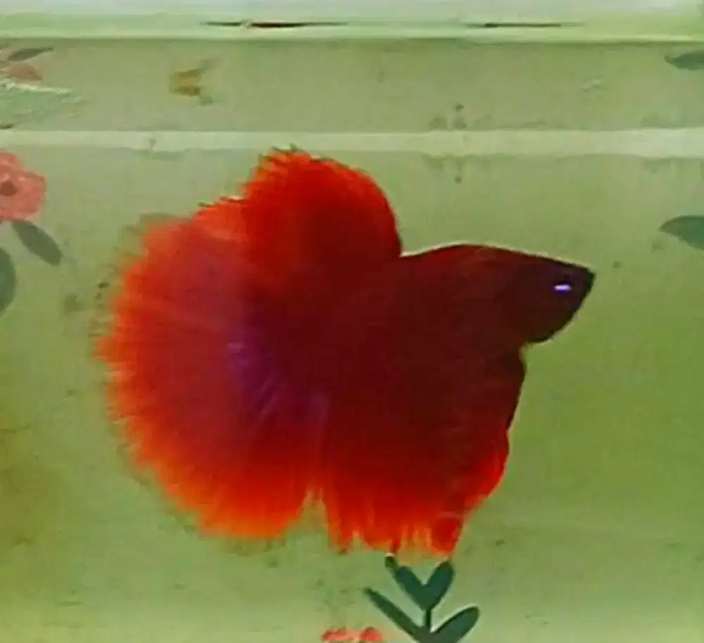 Borong 5 ekor Indukan cupang Red Halfmoon dan giant