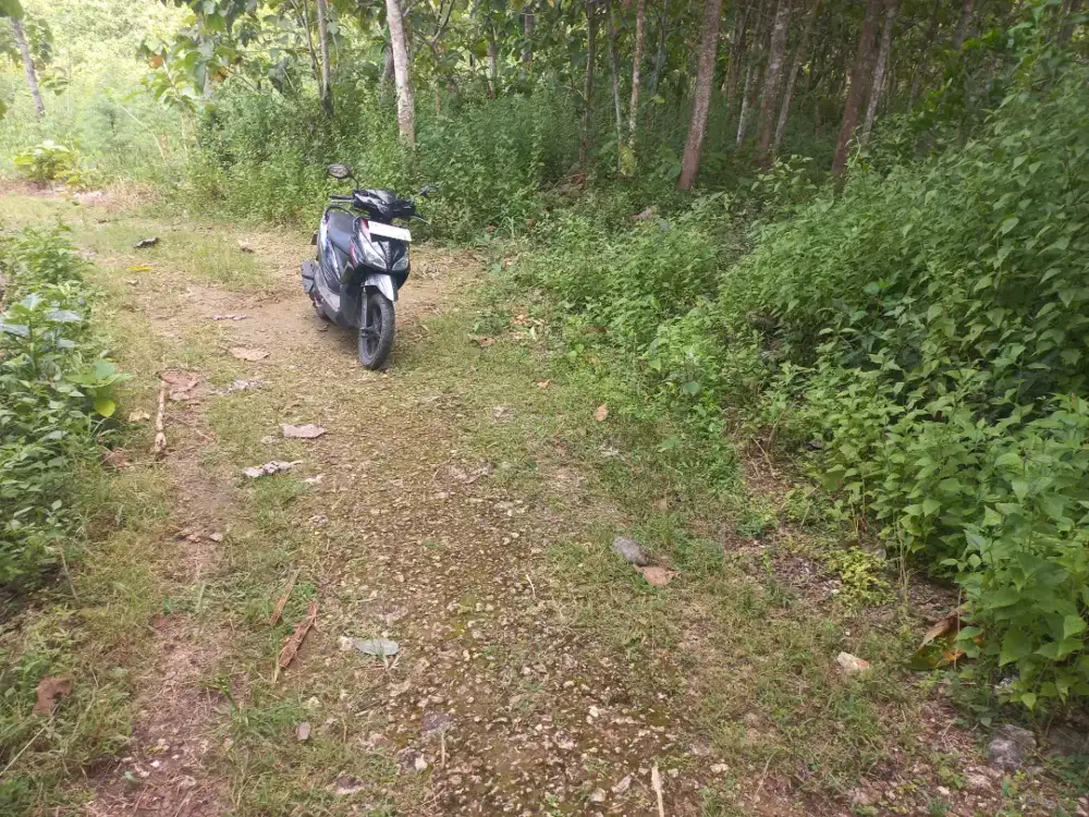 Tanah kebun jati