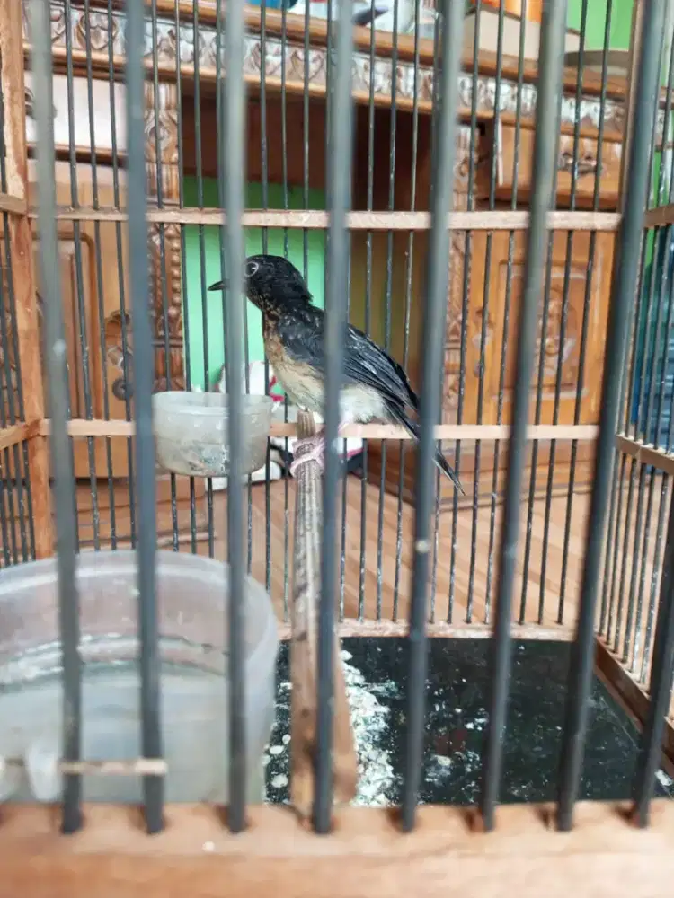 Murai trotol jantan