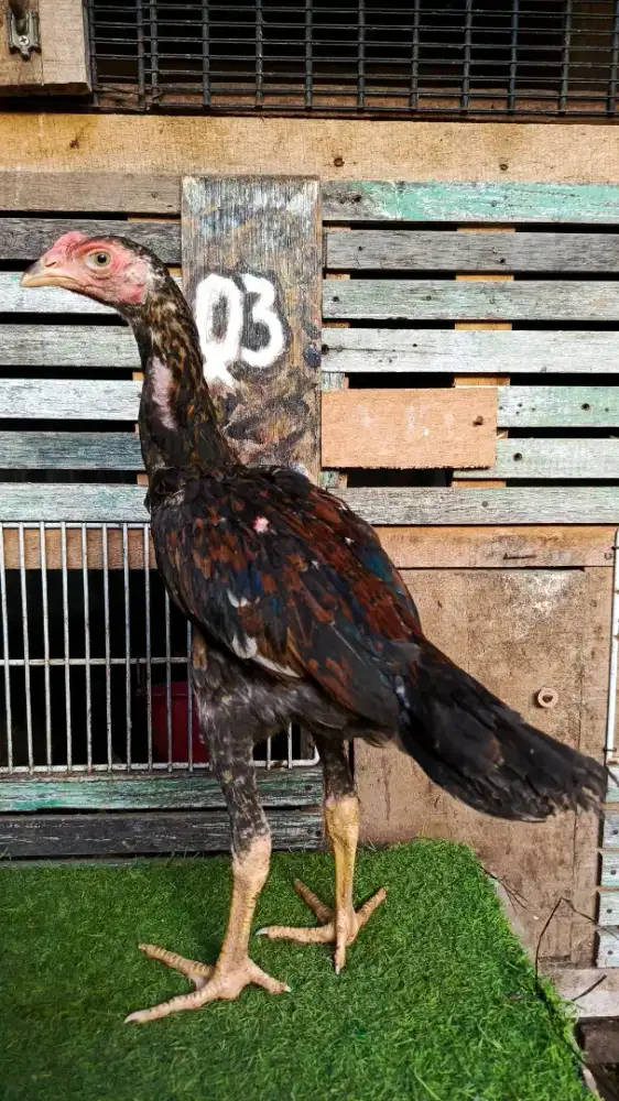 Anak ayam Bangkok