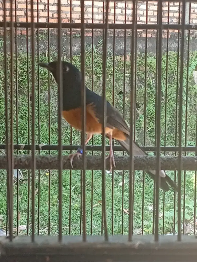 Murai batu pastol