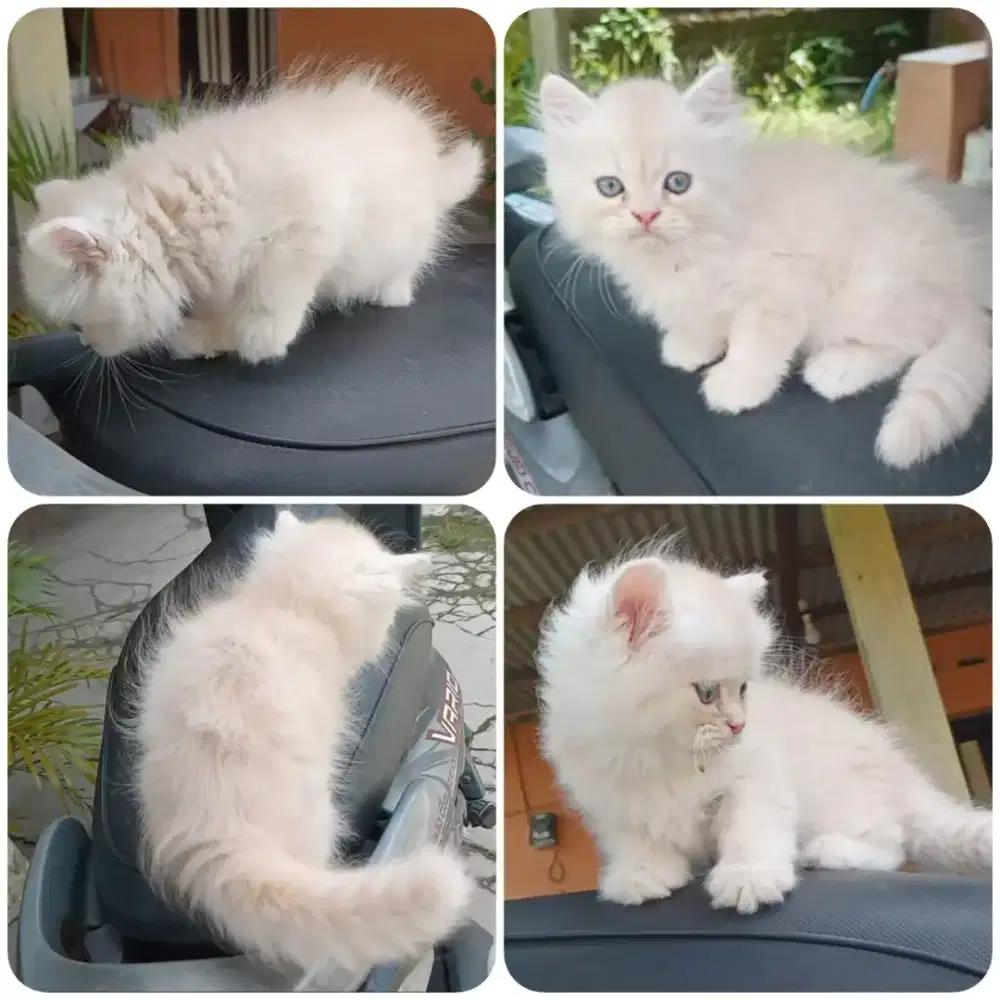 Kitten jantan long hair