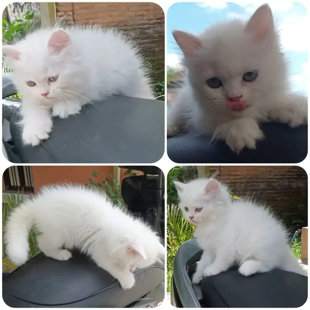 Kitten Persia betina