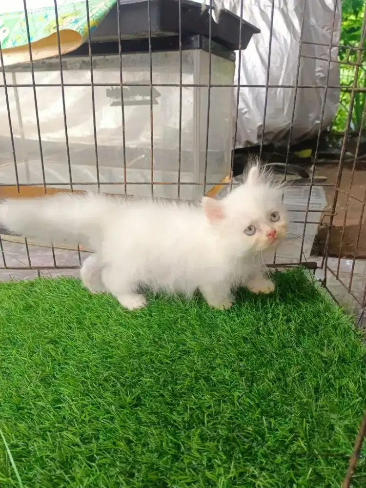 Munchkin longhair