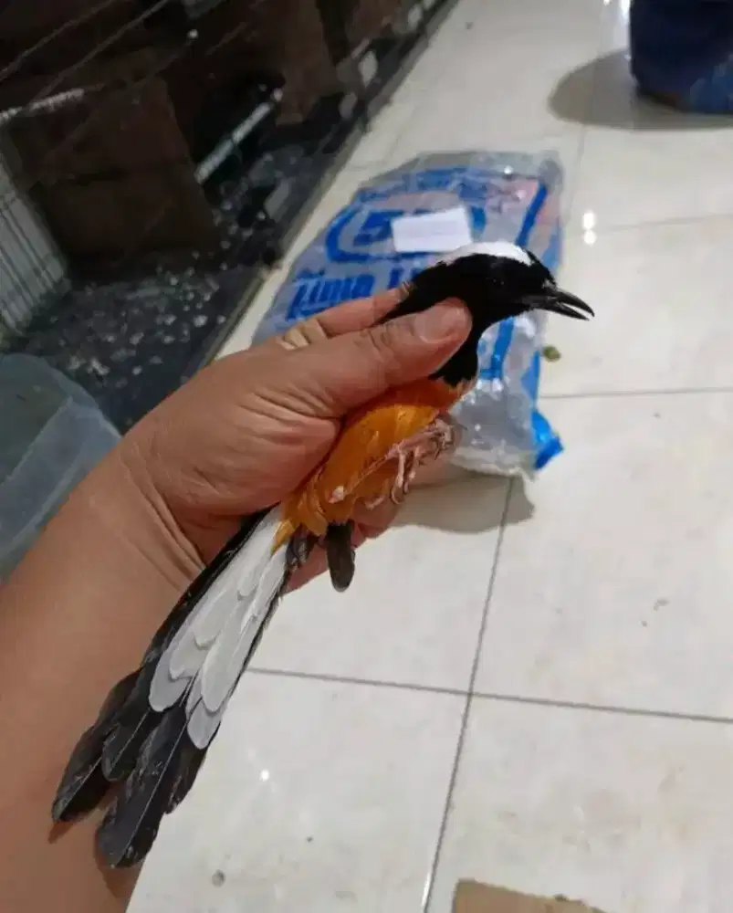 Murai batu kepala putih/avatar jantan MH