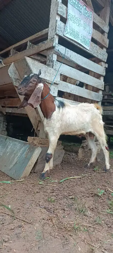 kambing kurban gagah kak