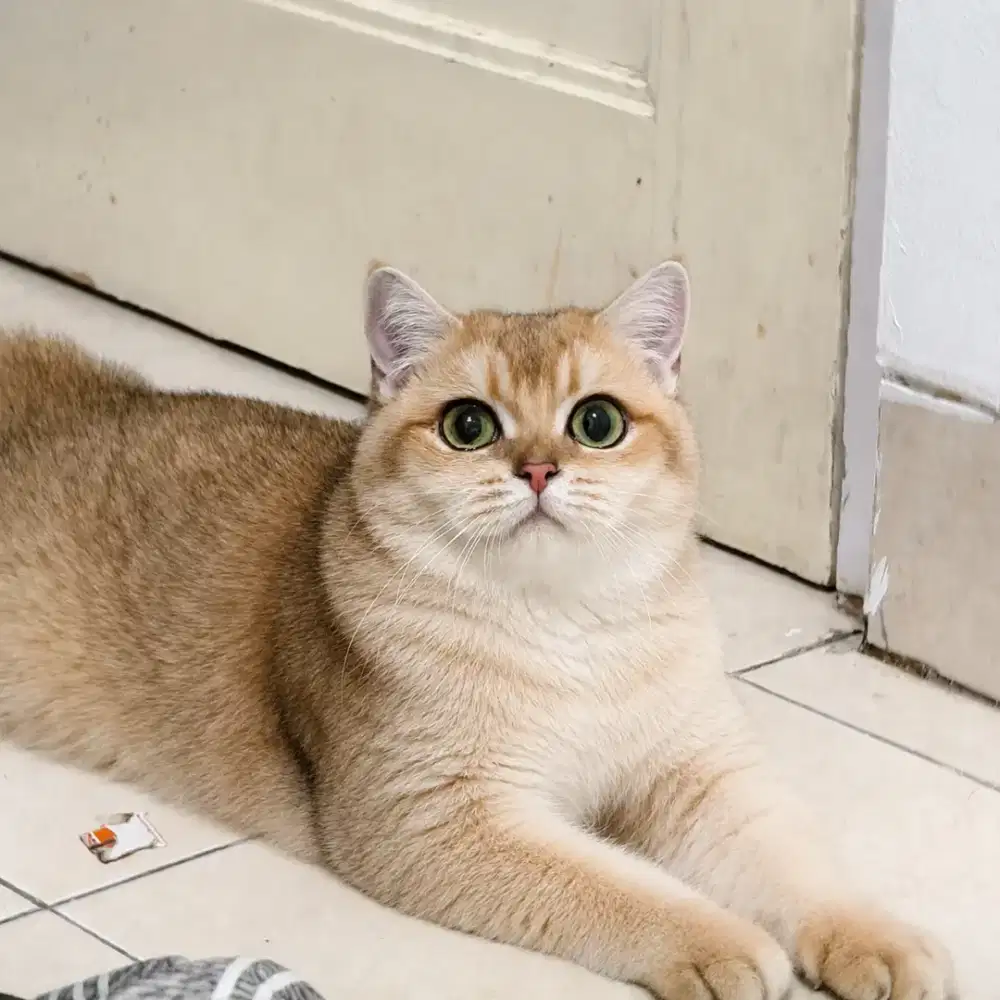 British Shorthair Golden NY12 Hamil BSH Indukan Betina